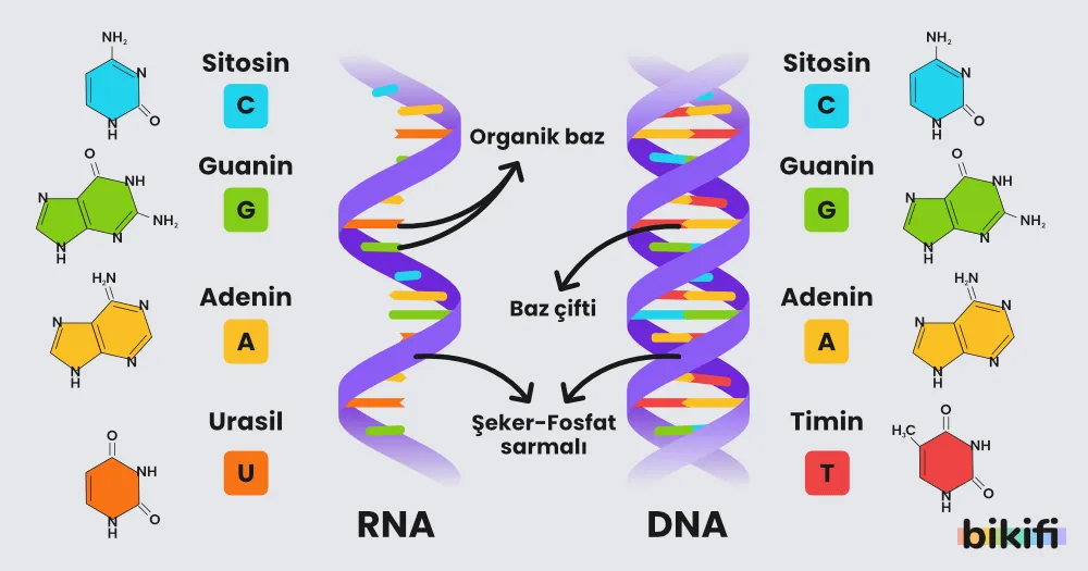 rna ve dna karşılaştırması