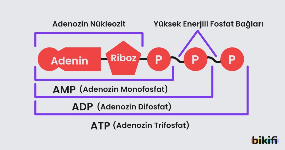 ATP Yapısı