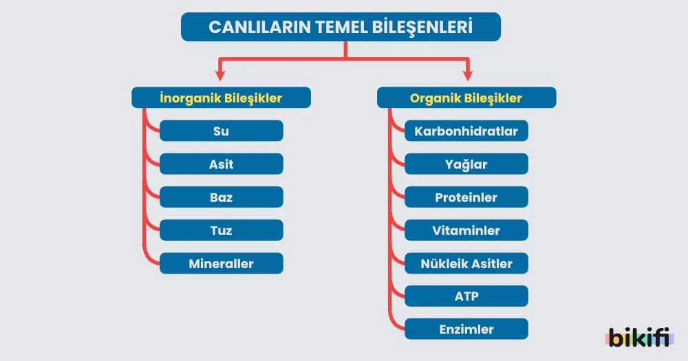 Canlıların temel bileşenlerinin sınıflandırılması