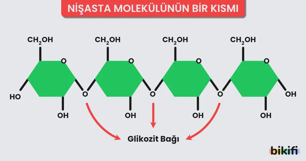 nişasta molekülündeki glikozit bağları