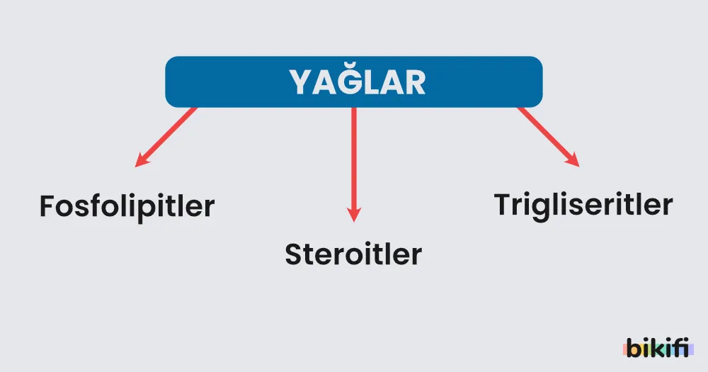 Yağların (lipitlerin) sınıflandırılması
