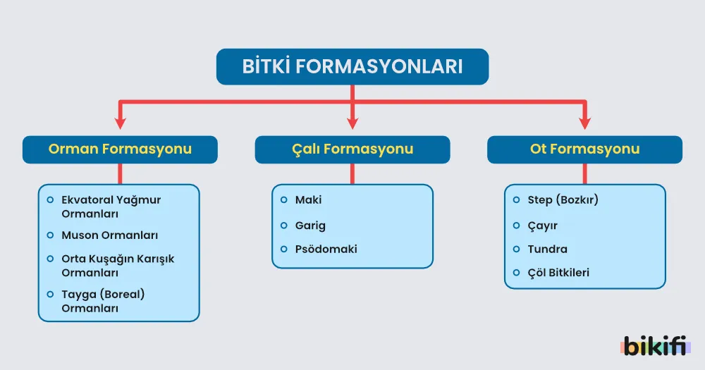 Bitki formasyonları; orman, çalı ve ot formasyonları olmak üzere üçe ayrılır.