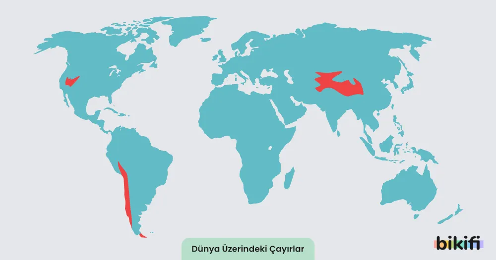 Çayır dünya üzerindeki dağılımı