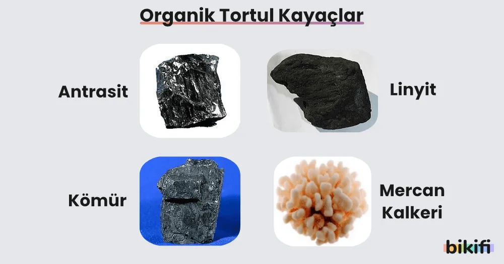 organik tortul kayaçların sınıflandırılması