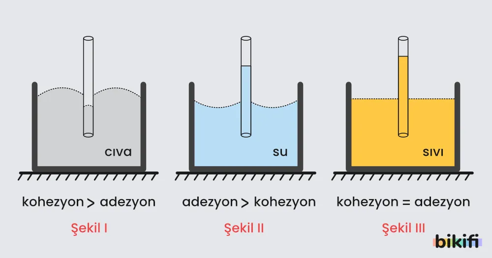Adezyon ve Kohezyon örnekleri
